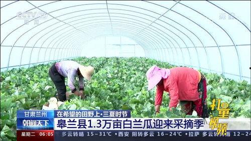 皋兰白兰瓜今日新闻,丰收季里的甜蜜故事