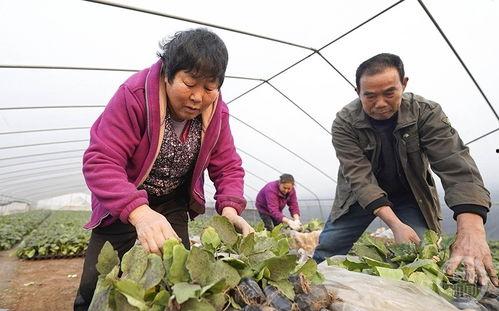 今日七甸土瓜塘新闻,土瓜塘社区发展新动态，聚焦民生改善与乡村振兴
