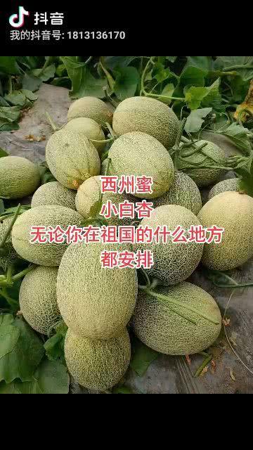 今日哈密瓜多少一斤