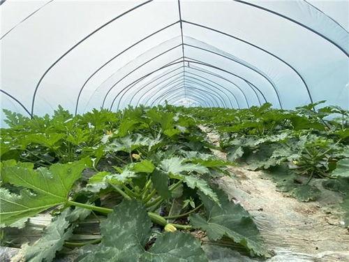饶阳瓜菜今日价格行情,今日价格行情一览”