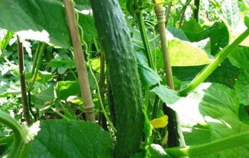 51cg10今日大瓜,揭秘娱乐圈最新热点事件