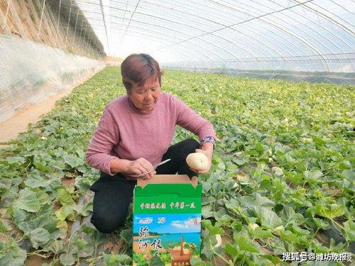 弥河银瓜火银瓜今日价格,“弥河银瓜与火银瓜今日价格大揭秘！”