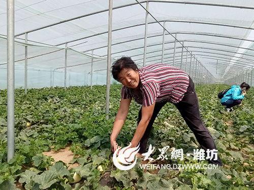 弥河银瓜火银瓜今日价格,“弥河银瓜与火银瓜今日价格大揭秘！”