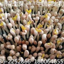 今日佛手瓜菜价格,市场行情分析