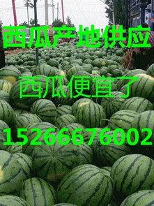 宁夏瓜产地今日行情如何