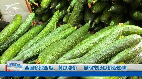 昆明小瓜今日价,新鲜上市，价格实惠，抢购从速！