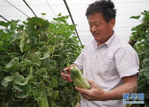 莘县燕店镇今日瓜价,今日瓜价行情一览”