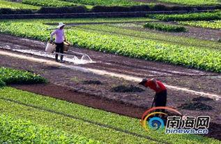 海南今日各类瓜菜最新行情,新鲜热销，价格波动一览