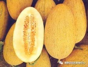 今日特价哈密瓜,甜蜜哈密瓜，尽享夏日清新口感