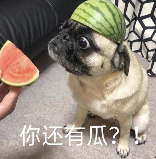 今日吃瓜表情包,笑料百出，欢乐无限