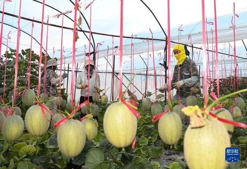 乐东县哈密瓜价格今日价,价格行情一览