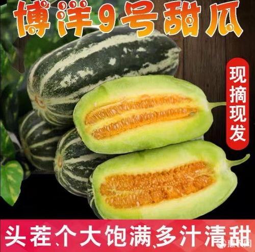 今日寿光瓜价格,今日价格波动解析”