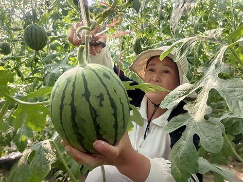 砀山小吊瓜今日价格,价格行情一览