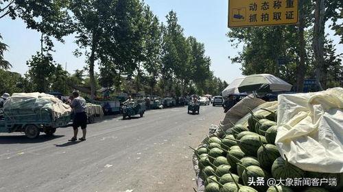 韩寺小吊瓜今日行情,丰收喜人，价格稳中有升”