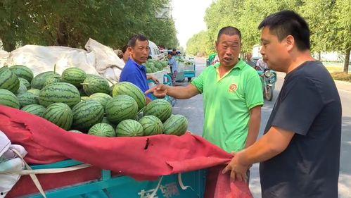 韩寺小吊瓜今日行情,丰收喜人，价格稳中有升”