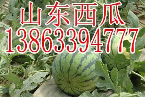 瓜价格今日行情