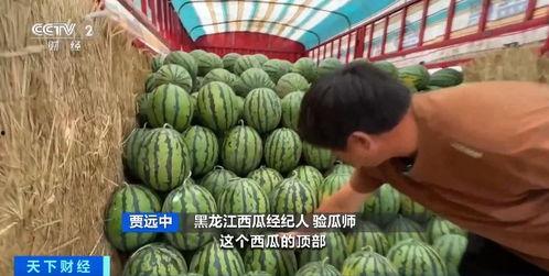瓜价格今日行情