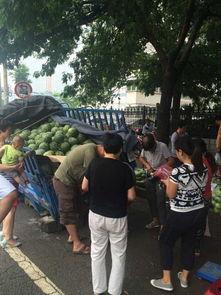 今日郑州瓜农卖瓜,瓜摊经济助力乡村振兴
