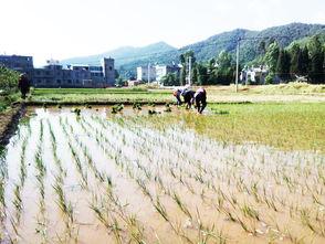 乡村季风今日瓜菜行情,新鲜直供，价格透明