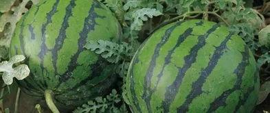 今日毛瓜价格最新行情,价格波动解析与市场趋势洞察