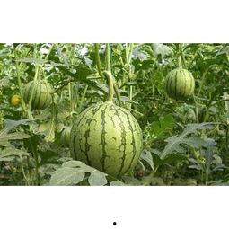 今日毛瓜价格最新行情,价格波动解析与市场趋势洞察