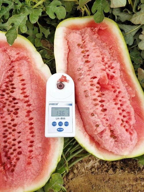 石缝瓜今日地头价,探寻绿色农业新商机”