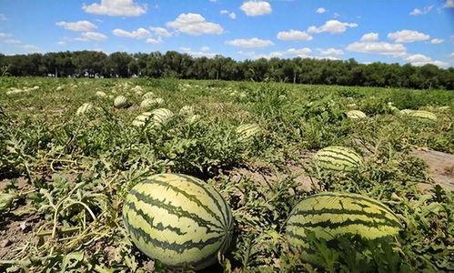 石缝瓜今日地头价,探寻绿色农业新商机”