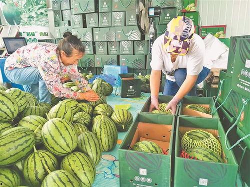 今日通海冷库小瓜收购价,价格走势分析解读”