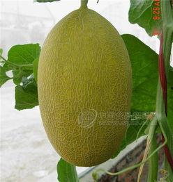 潮州今日哈密瓜价格行情,新鲜上市，价格走俏