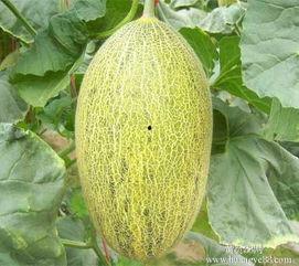 潮州今日哈密瓜价格行情,新鲜上市，价格走俏