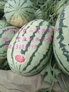 今日硒砂瓜价格最新行情,今日价格走势一览