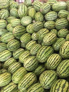 今日硒砂瓜价格最新行情,今日价格走势一览