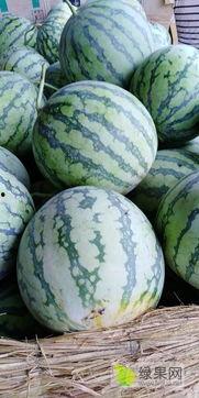 沭阳今日的瓜,今日瓜市新鲜盘点