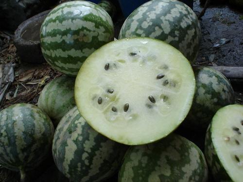 今日河北绿宝瓜价格,品质瓜果受市场青睐”