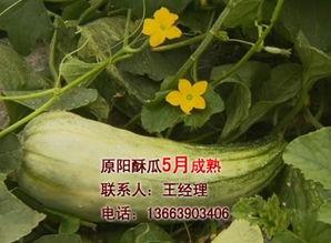 今日酥瓜价格,新鲜上市，品质保证