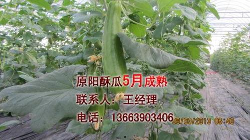 今日酥瓜价格,新鲜上市，品质保证