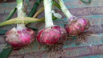 今日蒲城瓜价,瓜价波动，新鲜资讯速递