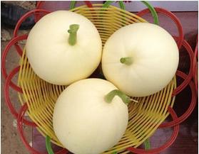 今日蒲城瓜价,瓜价波动，新鲜资讯速递