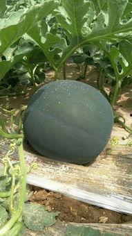 今日蒲城瓜价,瓜价波动，新鲜资讯速递