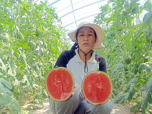 中牟吊瓜今日价格,价格波动解析
