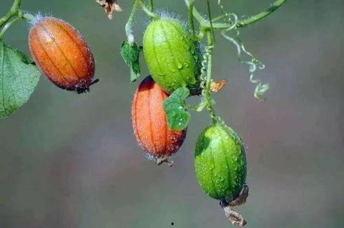 凌海甜王瓜今日最新价,价格行情一览无余”