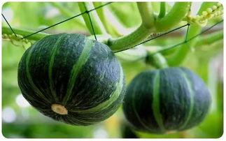 凌海甜王瓜今日最新价,价格行情一览无余”