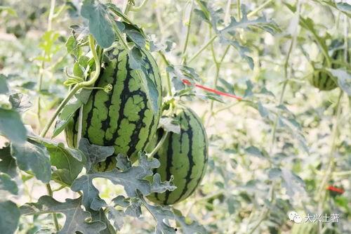 今日必看网红大瓜,热门事件背后的真相与内幕