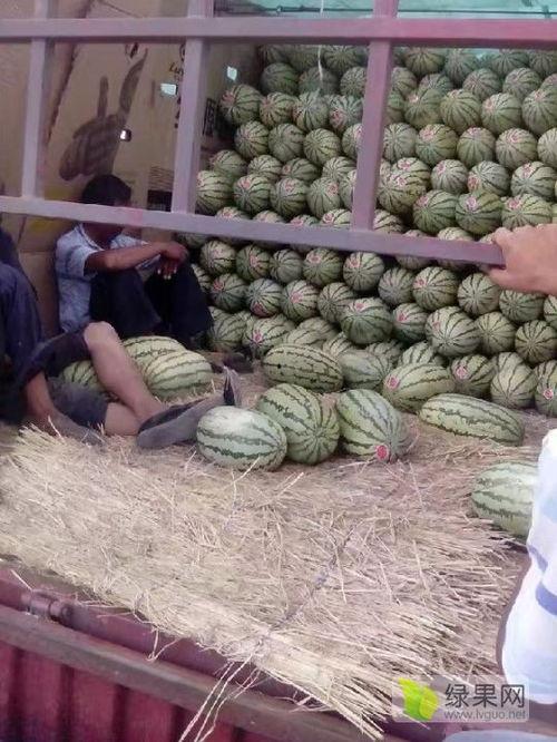 山西忻州今日麒麟瓜行情,丰收喜人，价格稳定