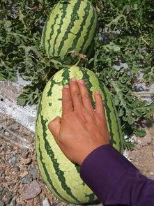 今日白银会宁县瓜价,白银会宁白银瓜价今日行情解读