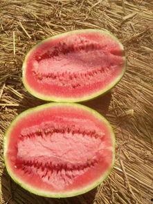 今日白银会宁县瓜价,白银会宁白银瓜价今日行情解读