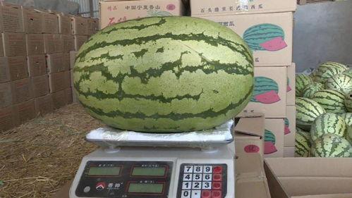 今日白银会宁县瓜价,白银会宁白银瓜价今日行情解读