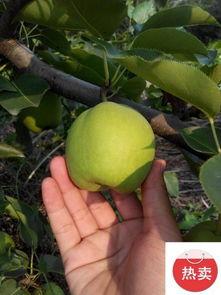 大荔今日瓜价,瓜果飘香，价格波动一览