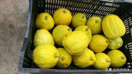 今日宜的瓜,揭秘那些鲜为人知的瓜界秘闻