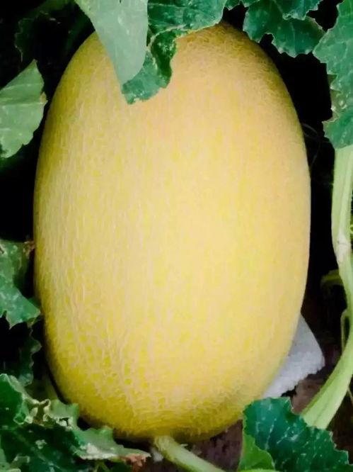 新疆哈密瓜价格表今日价格,价格行情一览